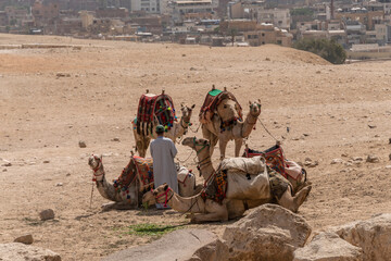 Paisaje con dunas de arena y con caravanas de camellos y beduinos. Egipto 