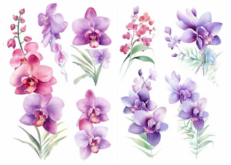 Set of Watercolor Style Illustrations: Bouquet of Orchid Flowers, AI-generated