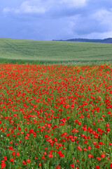 Field of poppies (Papaver rhoeas) in spring