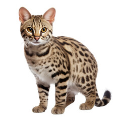 brown exotic cat isolated on white