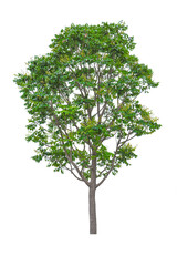Obraz premium Collection of trees isolated on white background. Beautiful trees. Suitable for use in architectural design.