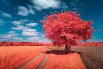 Infrared landscape blue sky red foliage tree and clouds