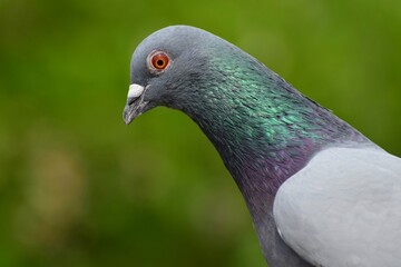Close up of a feral pigeon. Grey pigeon or rock dove. 