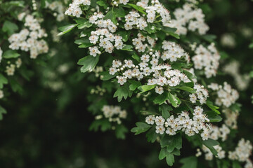 Fluffy, blooming Caucasian hawthorn (???. Crata?gus). Beautiful floral background. Large white bunches of hawthorn. Decorative and medicinal plant. Floral background.