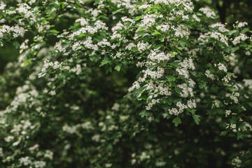 Fluffy, blooming Caucasian hawthorn (???. Crata?gus). Beautiful floral background. Large white bunches of hawthorn. Decorative and medicinal plant. Floral background.