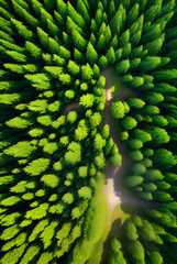 3D forest footpath birdseye Kodachrome palette.
