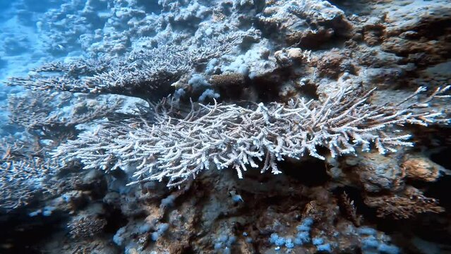 4k video of table coral in the Red Sea, Egypt