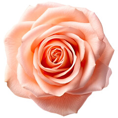 Fototapeta na wymiar Rose flower , transparent background, PNG ,Generative AI