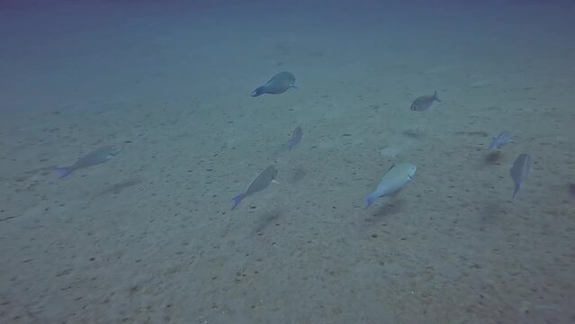4k video of Longnose Parrotfish (Hipposcarus harid) in the Red Sea, Egypt