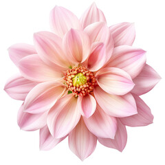Obraz premium flower cut out , transparent background, PNG ,Generative AI