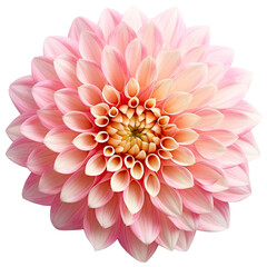 flower cut out , transparent background, PNG ,Generative AI