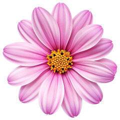 Obraz premium flower cut out , transparent background, PNG ,Generative AI