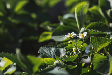 Banner. A flowering strawberry bush. White strawberry flowers under the rays of the sun. Macro. Homemade strawberries bloom in large white flowers. Strawberry bushes in the summer garden.