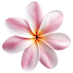 frangipani flower isolated on white, transparent background, PNG ,Generative AI