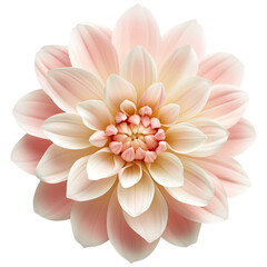 flower cut out , transparent background, PNG ,Generative AI