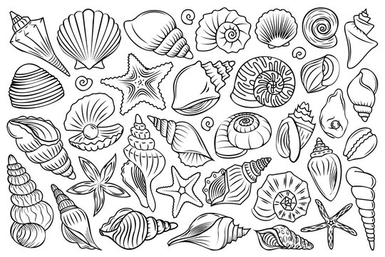 Underwater creatures line art set. Different linear mollusk, starfish, shell, seashell vector illustrations. © Gexam