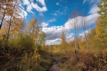 Fototapeta na wymiar autumn forest hike with view of clear blue sky and a few fluffy clouds, created with generative ai