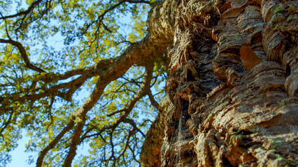 Old huge Tree trunk with textured bark. Big beautiful tree with a long branches. Fresh green leaves on the branches of  the tree against blue sky. Beautiful wild nature.