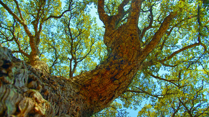 Big beautiful tree with a long branches against blue sky.  Beautiful wild nature. Low angle view to the tree trunk with the long branches and fresh new leaves,  textured bark. Beautiful Spring season