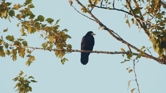 Black crow calmly sitting on tree branches with green leaves, then disturbed other swooping crows. Blue sky in background, summer daylight