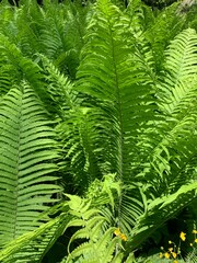 fern leaves