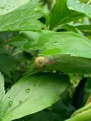 dew on a leaf