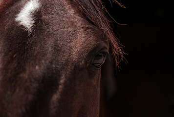 brown horse portrait, eyes, face dark background