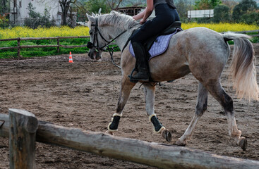young european girl training horse, riding canter wearing back protection, gray gelding workout in...