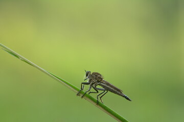 a robber fly that perched on a forest plant stem