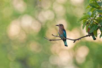 Indian Roller