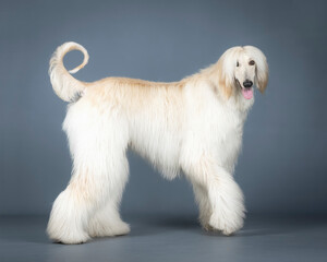 galgo afgano color arena de pies en un estudio de fotografia