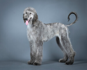 Blue Afghan hound puppy standing in a photography studio