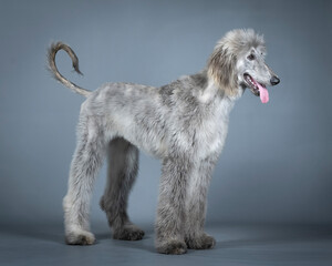 Blue Afghan hound puppy standing in a photography studio