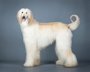 galgo afgano color arena de pies en un estudio de fotografia