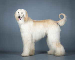 galgo afgano color arena de pies en un estudio de fotografia