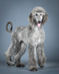 Blue Afghan hound puppy standing in a photography studio