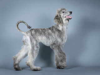 Blue Afghan hound puppy standing in a photography studio