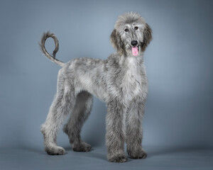 Blue Afghan hound puppy standing in a photography studio