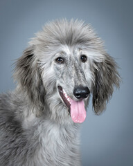 Portrait of afghan hound with blue hair in studio