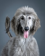 Portrait of afghan hound with blue hair in studio