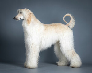 Sand-colored Afghan hound standing in a photography studio