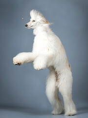 Sand-colored Afghan hound jumping in a photography studio