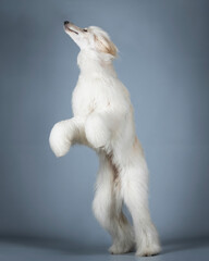 Sand-colored Afghan hound jumping in a photography studio