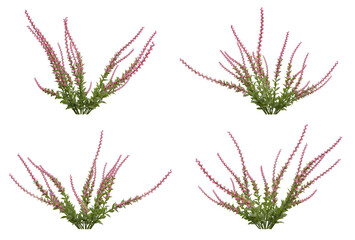 Pink calluna plant on transparent background, nature meadow, 3d render illustration.