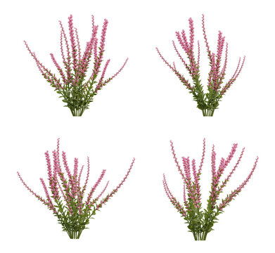 Pink calluna plant on transparent background, nature meadow, 3d render illustration.