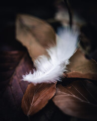 autumn feather