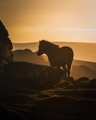horse at dartmoor sunset