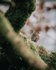 robin on a branch
