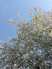 beautiful blooming apple tree in the garden on a sunny spring day