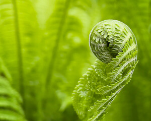 Young green shoot of fern. Polypodiopsida or Polypodiophyta. Plants in nature. Spring season. New life. Green curls. Close up. Green nature background. Soft focus. Close-up. Copy space